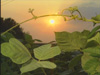 The Amazing Story of Kudzu